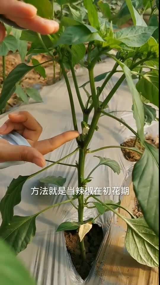 辣椒像我这样给它落腿结的果实特别多你也试试吧