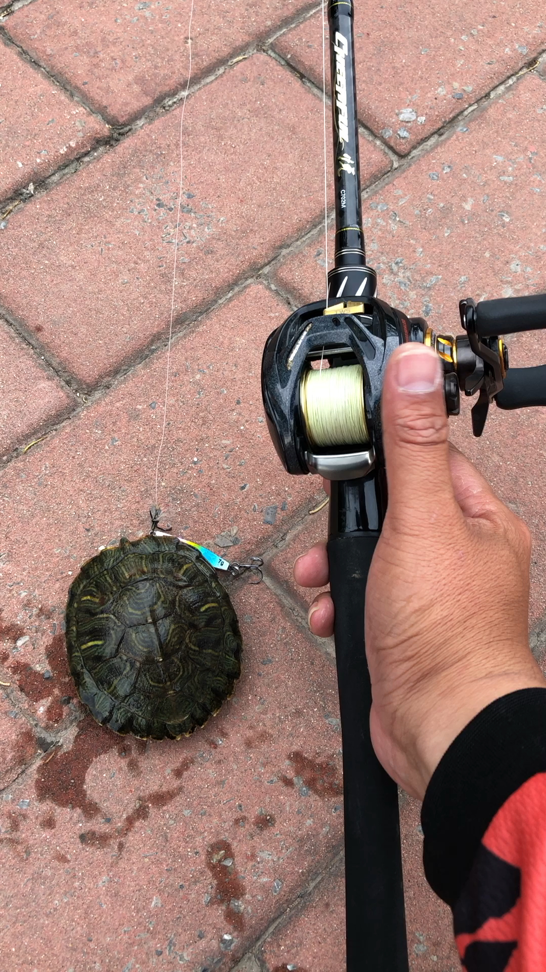 路亚钓到巴西龟