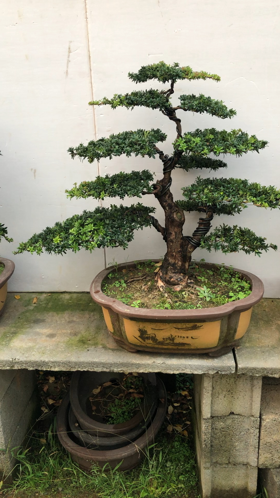 实拍:红头珍珠罗汉松!