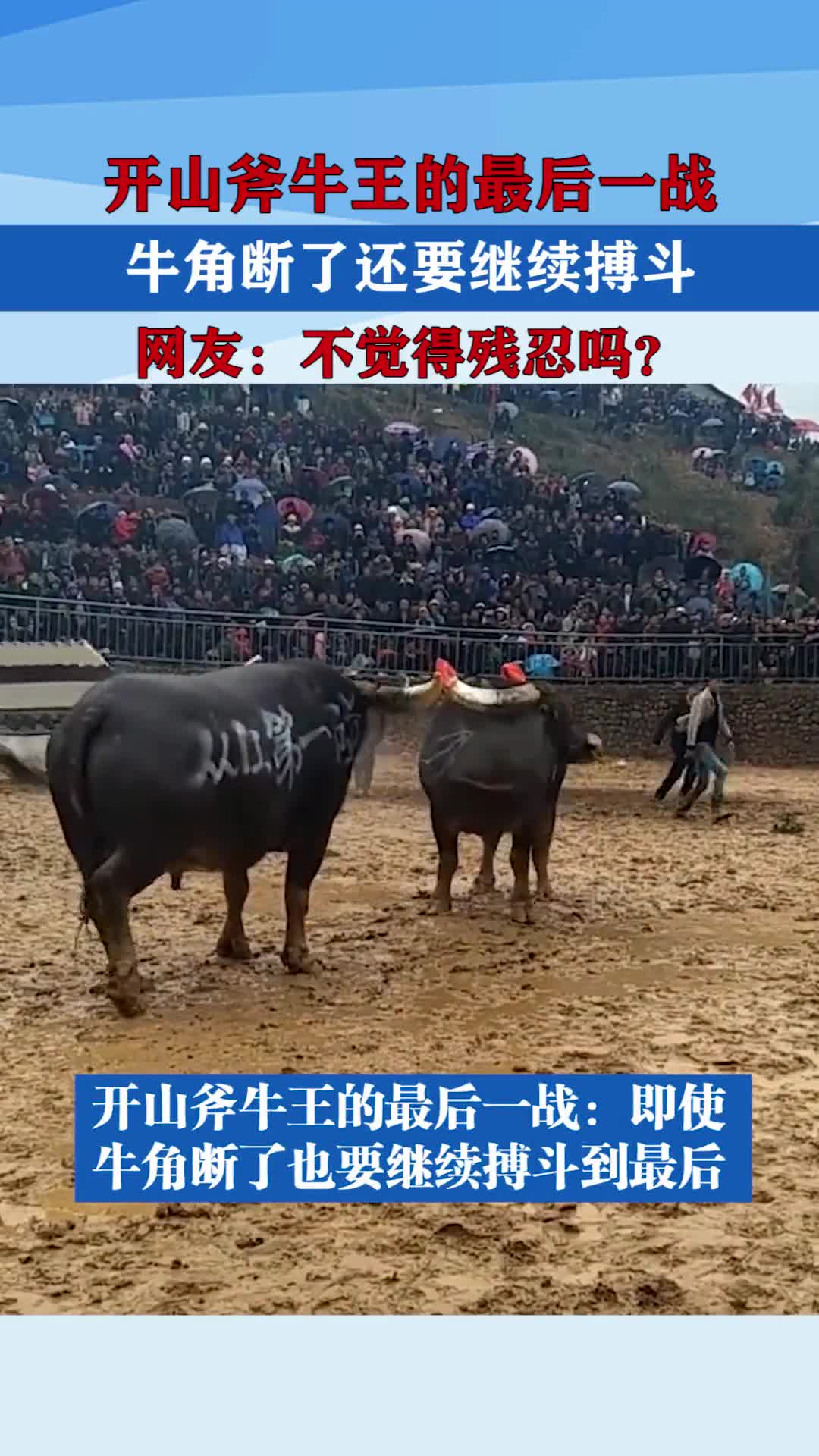 开山斧牛王的最后一战牛角断了还要继续搏斗网友不觉得残忍吗