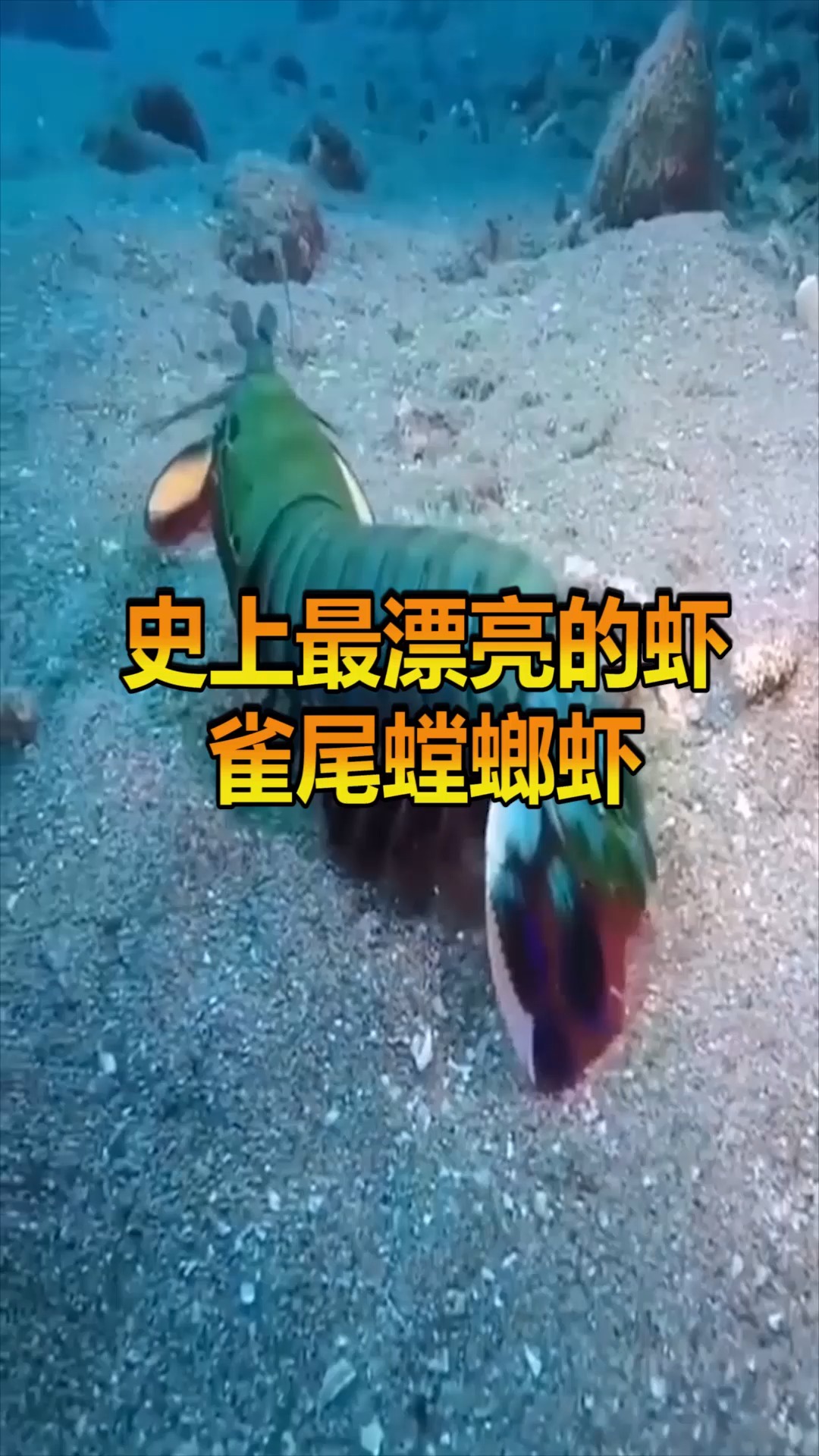 雀尾螳螂虾打碎图片