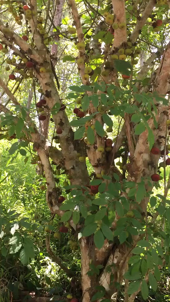 纯野生无污染滴野果 无花果