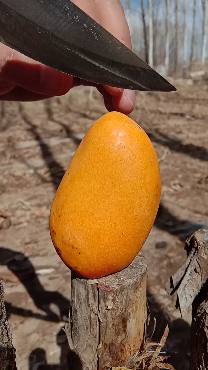 三亚黄金小芒果