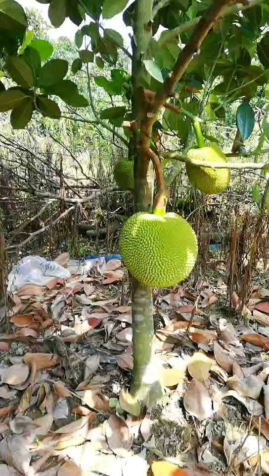 2年就挂果,又大又甜的珍珠菠萝蜜,20亩年产值100万-度小视