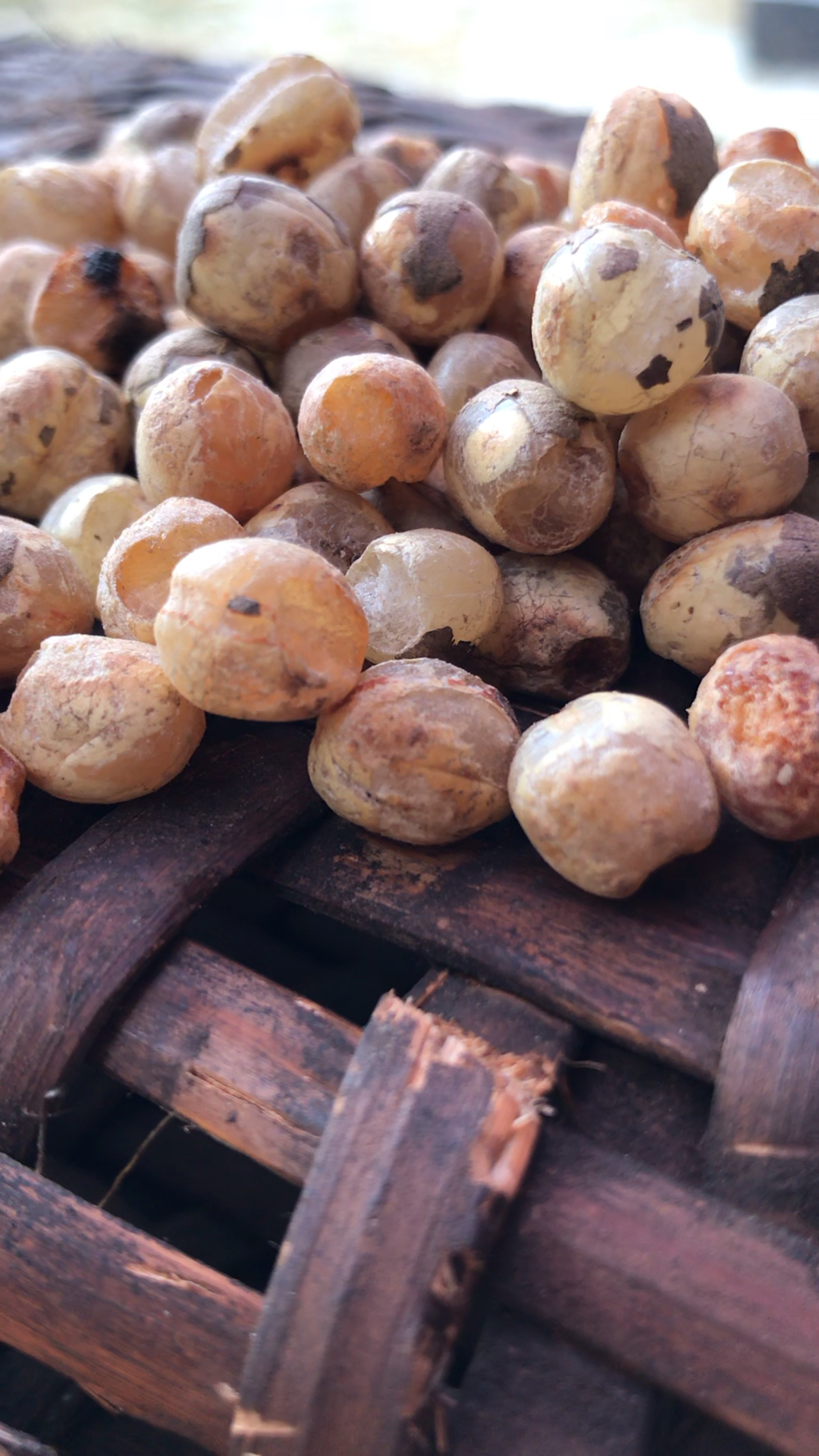 凤凰之食——竹米