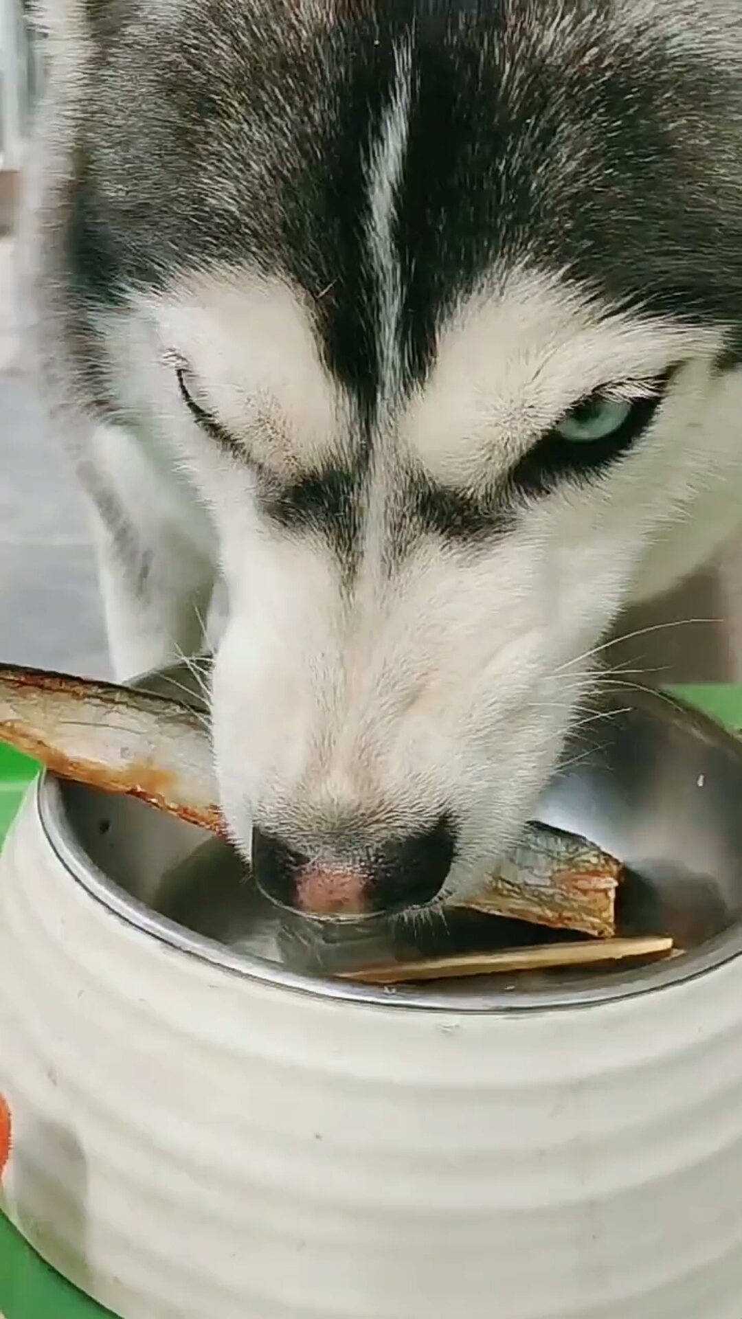 护食的二哈,就像狼一样,六亲不认