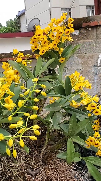 花卉绿植#好大的一丛栗斑鼓槌石斛