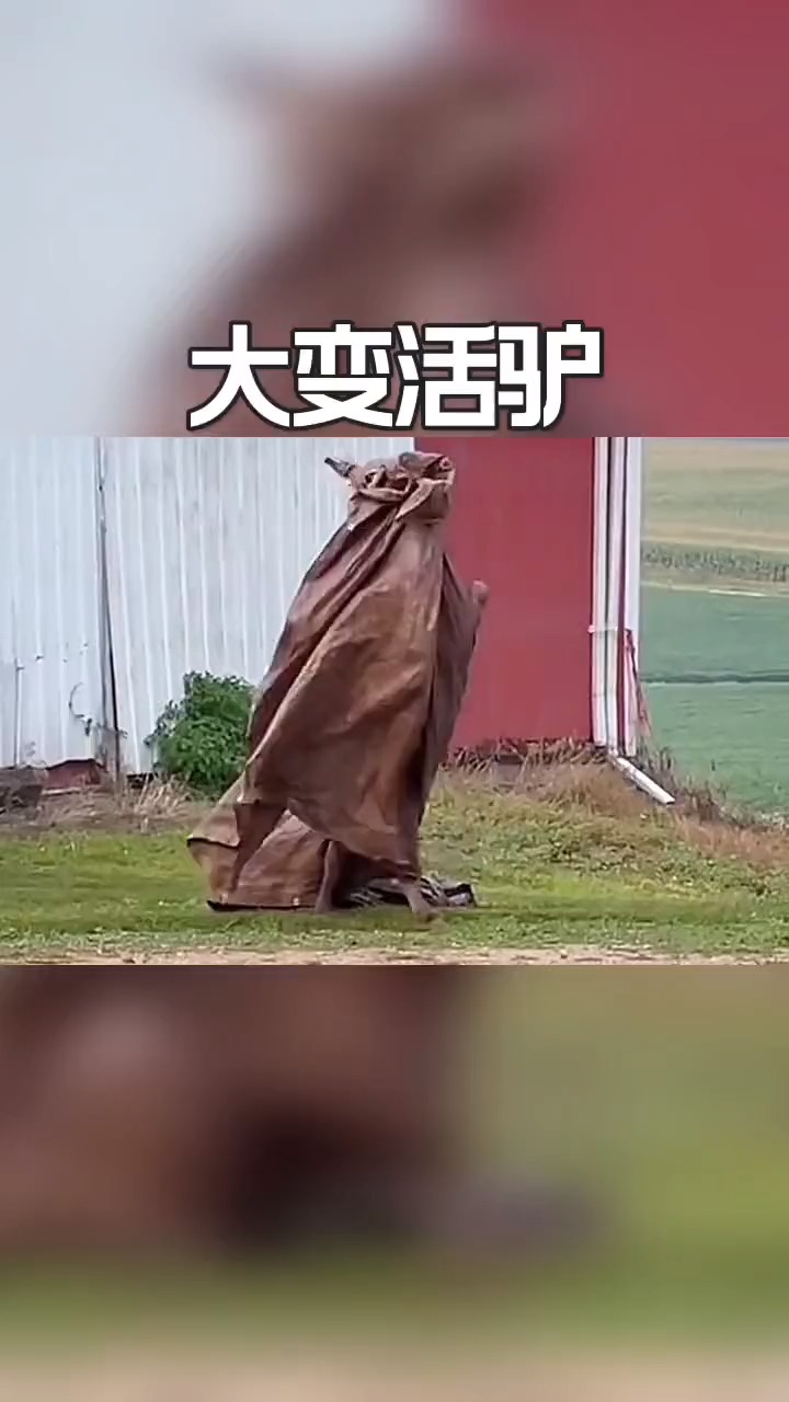 给大家变个魔术,大变活驴.搞笑视频,搞笑配音