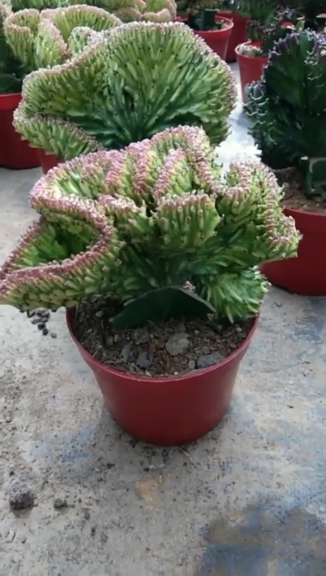 龙骨嫁接的彩麒麟,非常美,你们喜欢吗-度小视