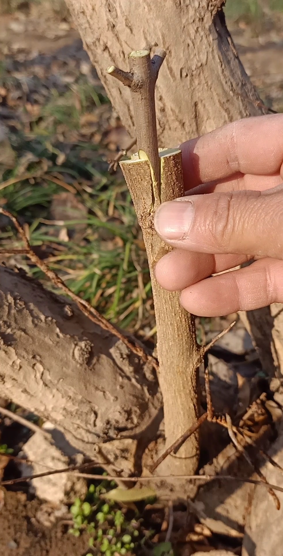 最潮劳动者#劈接软子石榴技术,嫁接后提高产量和改良优良品种,你慷