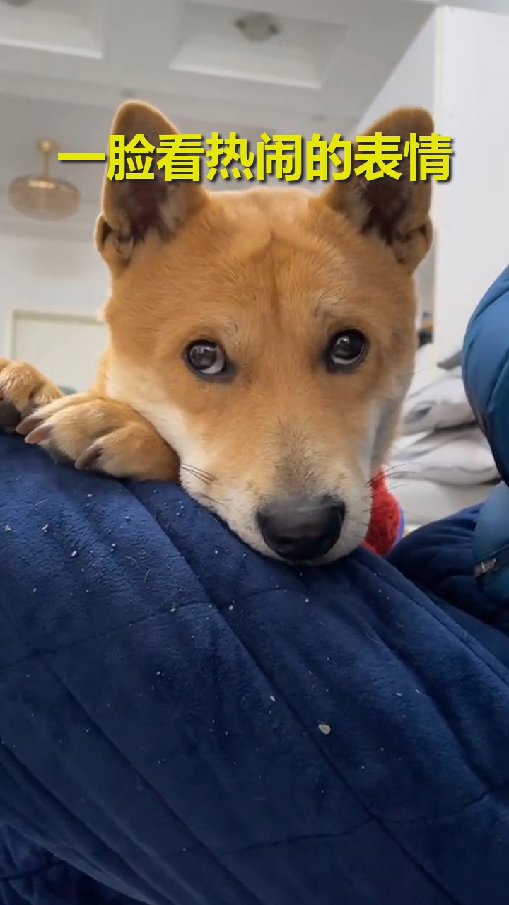 搞笑视频#谁说土狗不可爱的?