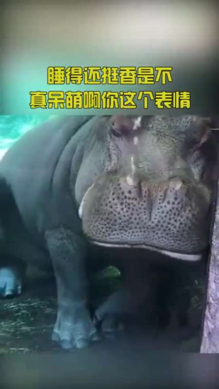 河马在水里睡觉时的样子,睡得还挺香,真呆萌