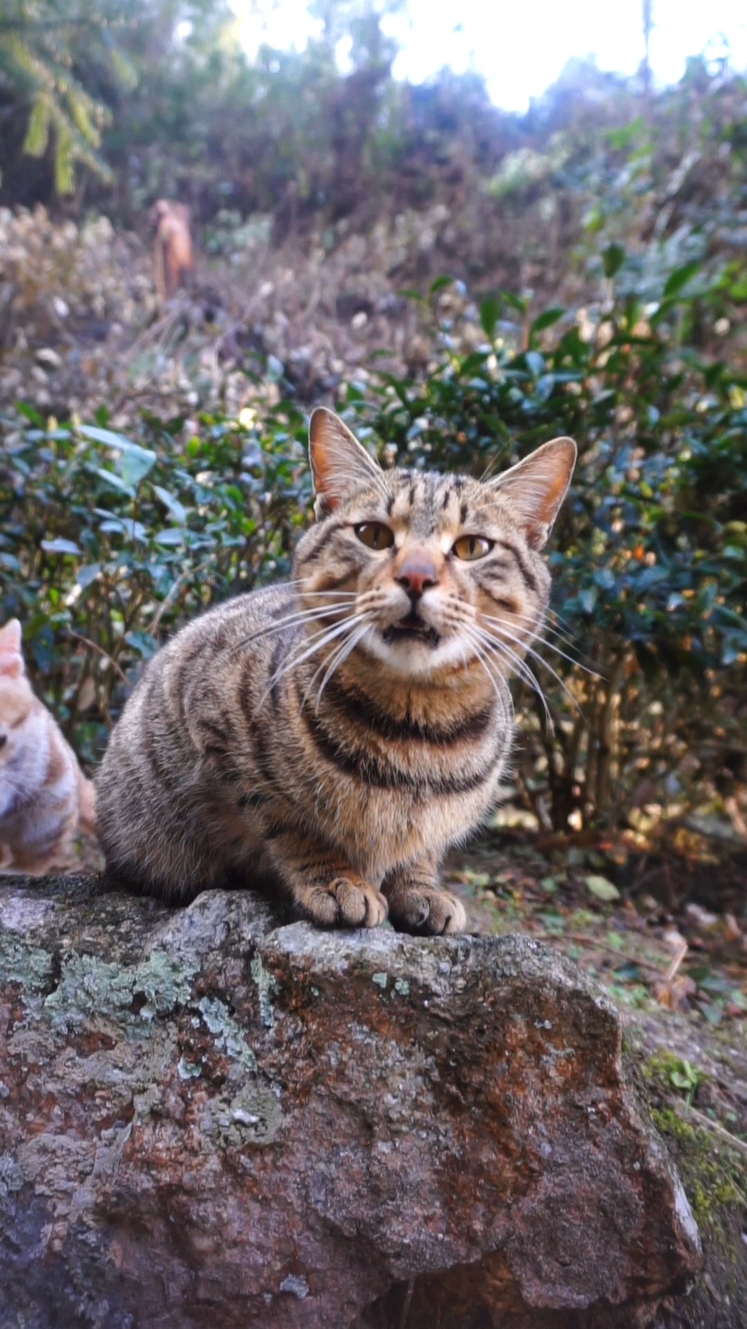 狸花猫#玉米:叫西瓜哥哥干嘛?怎么不喊我