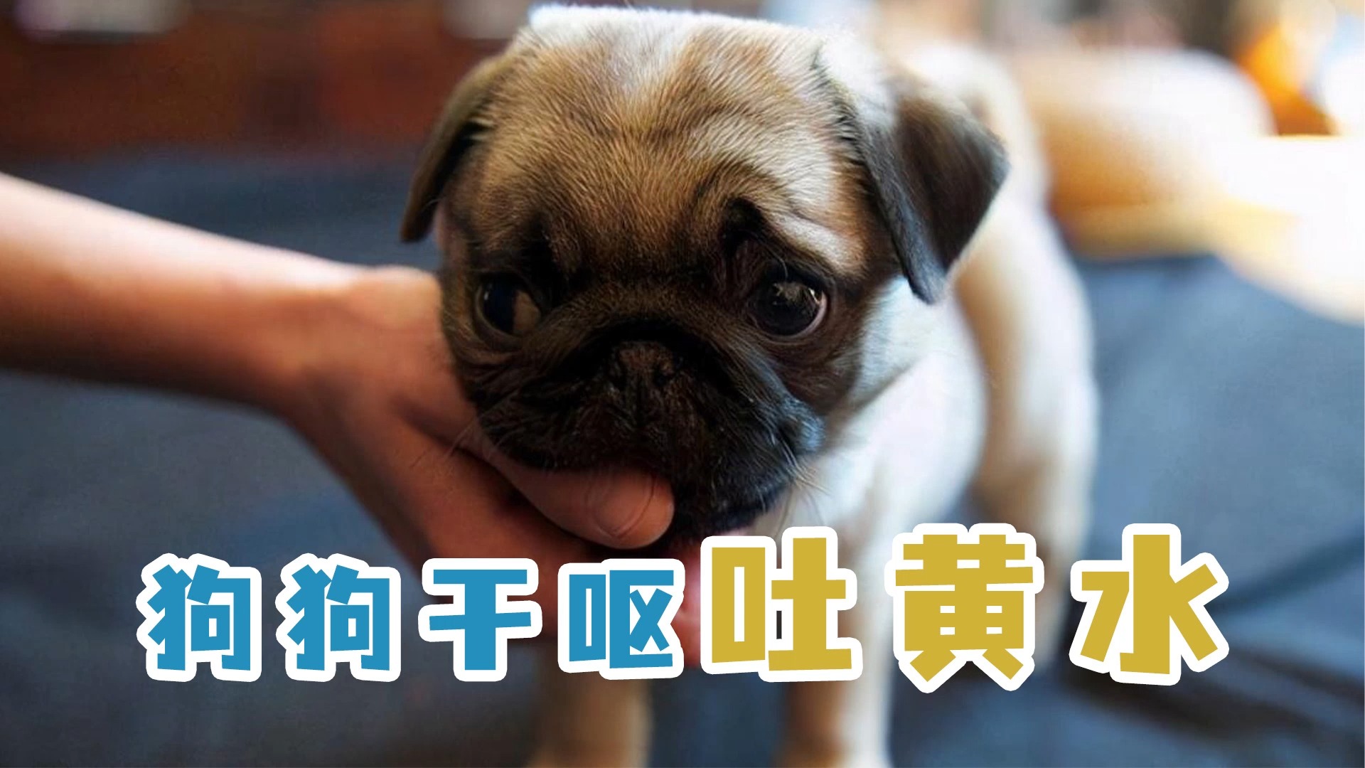 狗狗干呕吐黄水