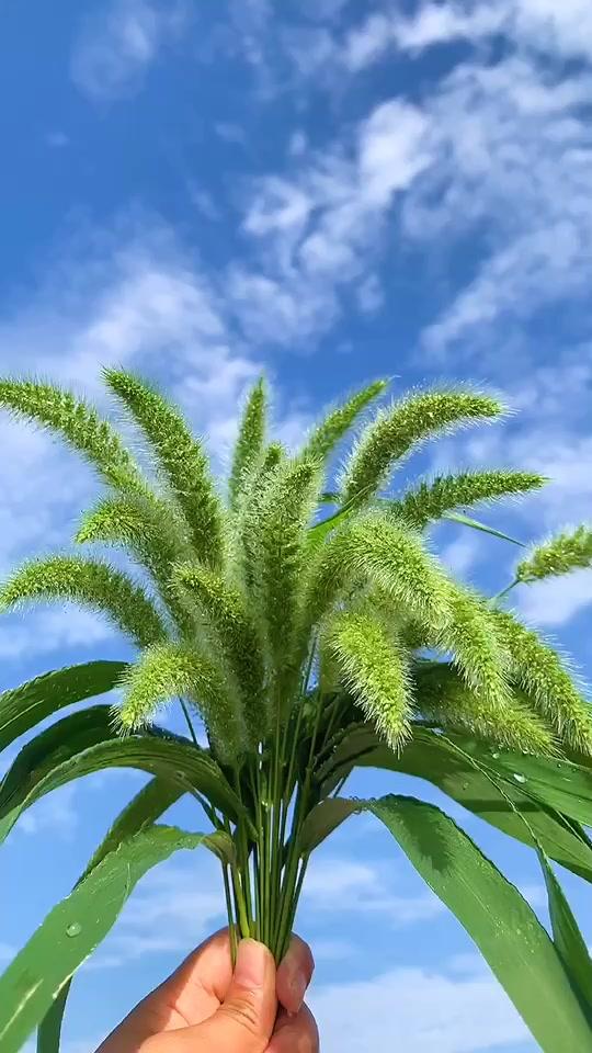 万物需要阳光,生活需要方向,新的一天,用最美的姿态,遇见最好的自己.