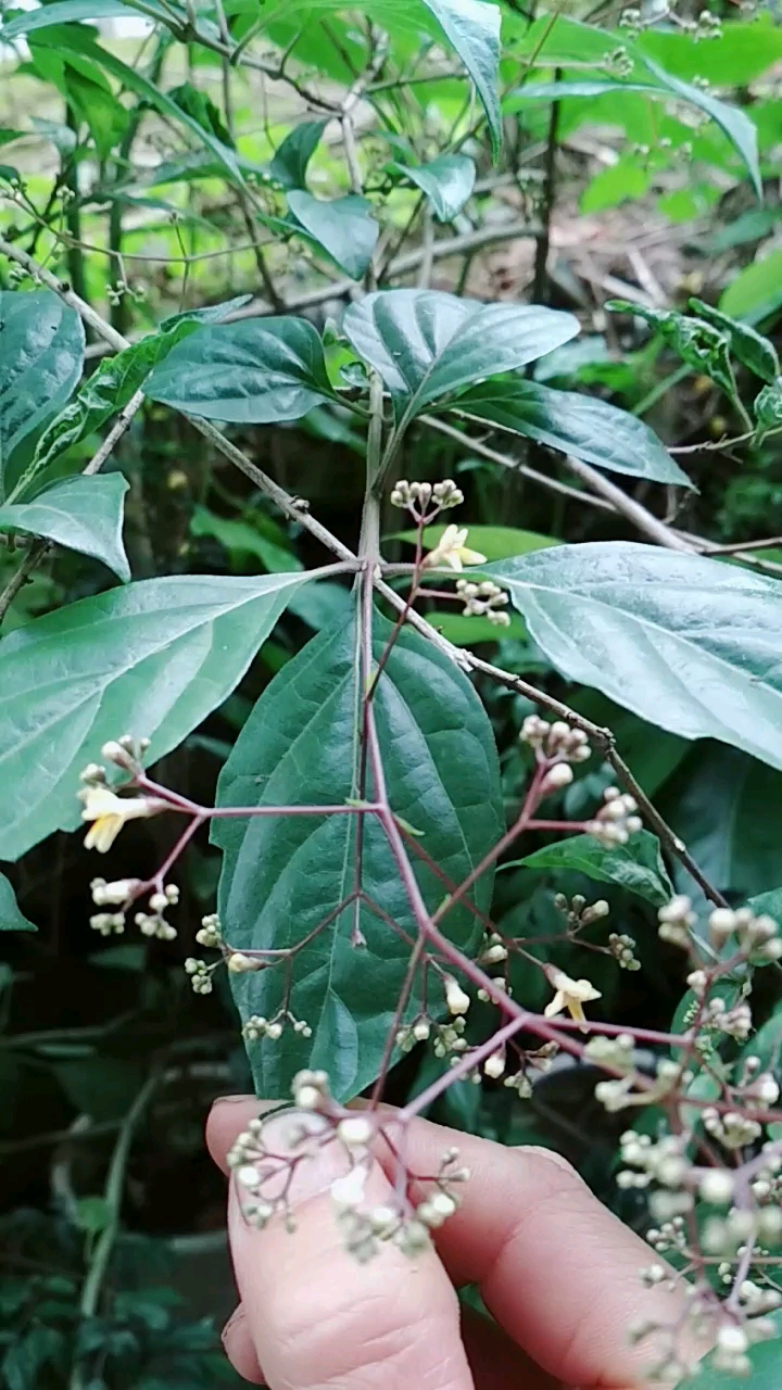 不知道你们有没有吃过神仙豆腐这个就是做神仙豆腐的主要原料豆腐柴