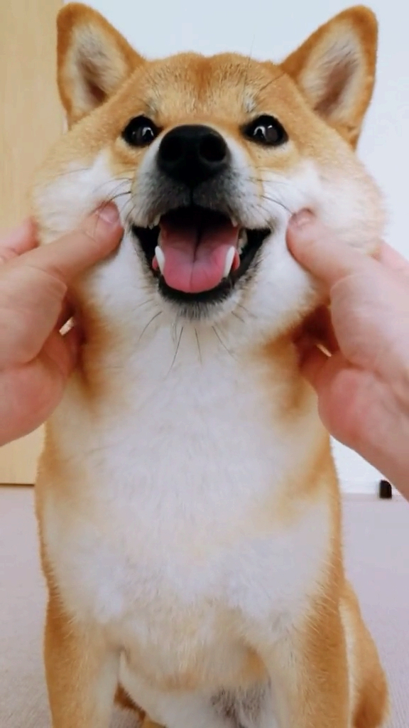 嘴角向上笑一个吧#爱笑的狗哥运气都不差