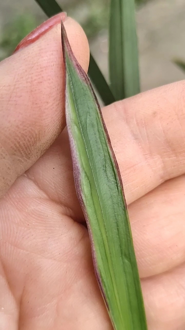 欢乐幸福年#漂亮建兰红水晶,高档铭品兰花,精品兰花,兰花花,兰花草