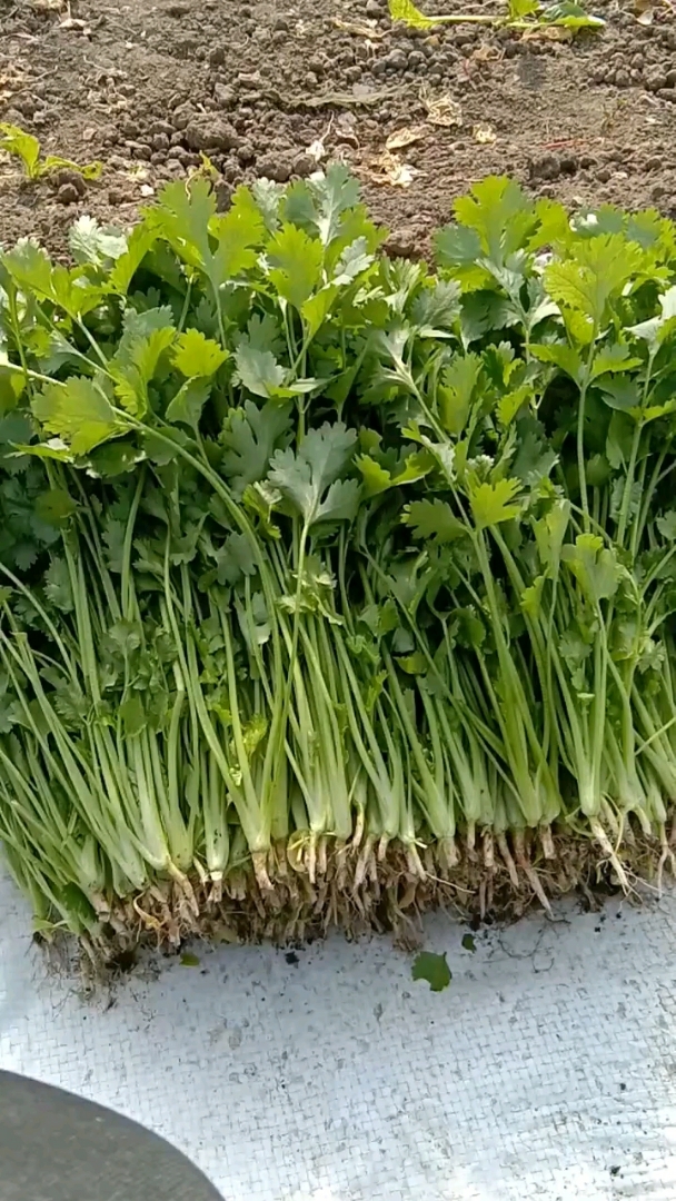 小香菜就是这么新鲜这么嫩