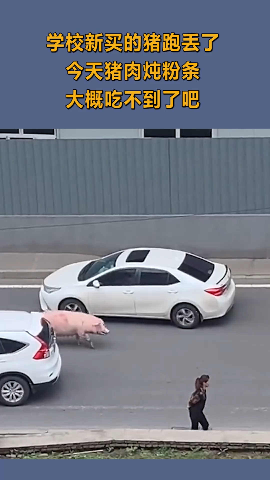 学校新买的猪跑了,今天的猪肉炖粉条,大概吃不到了吧!