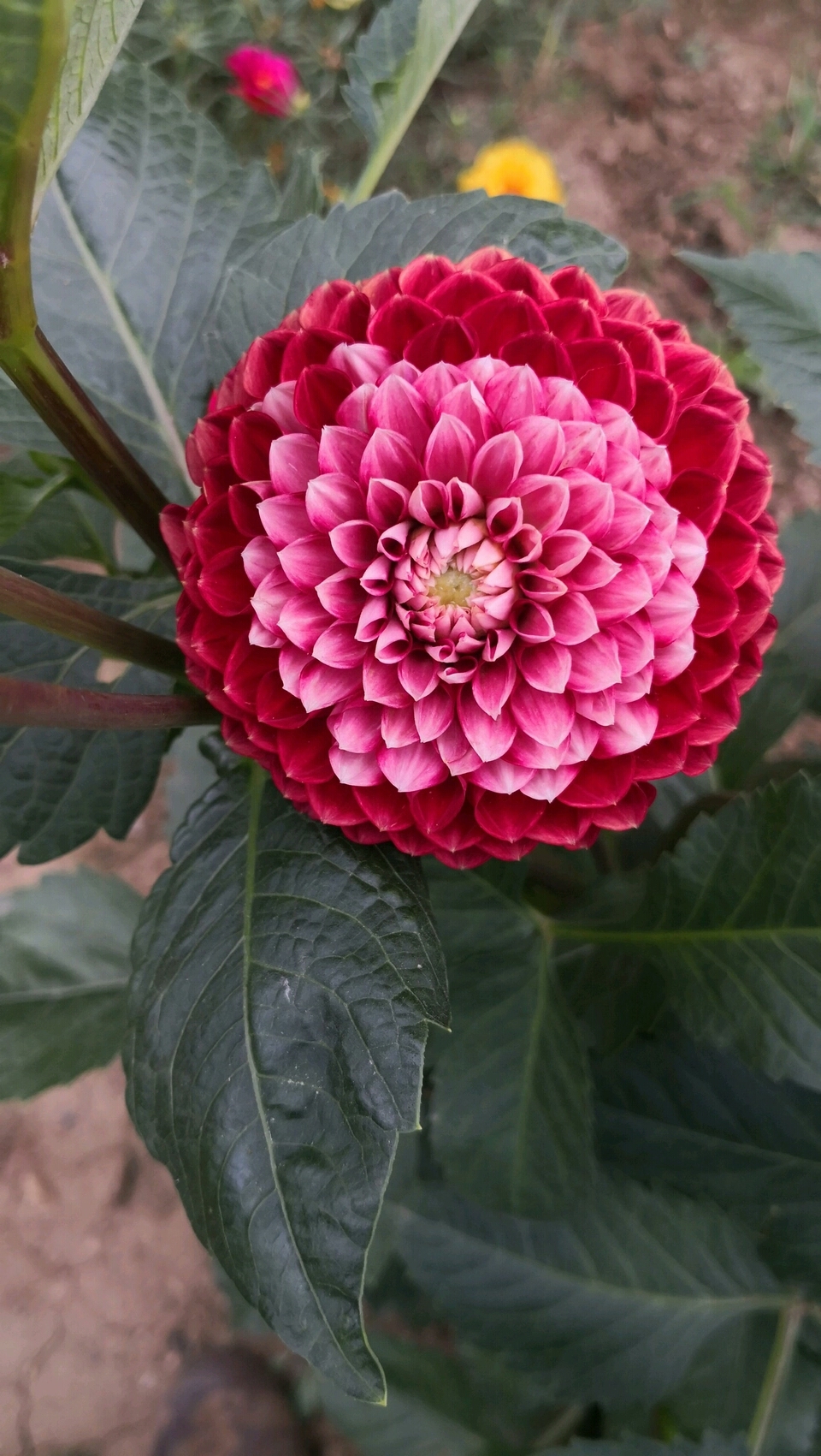 最美人间四月天#进口大丽花,喜欢吗?