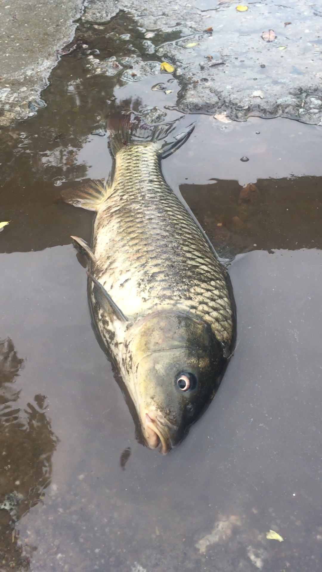 大鲤鱼大概三斤够吃