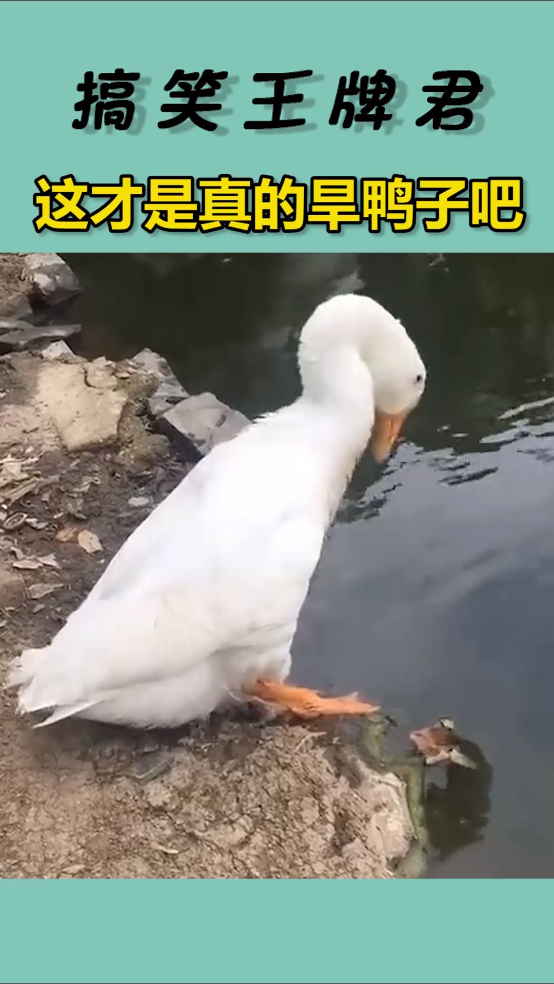 这才是真正的旱鸭子吧,上岸后想了想,我好像会游泳啊