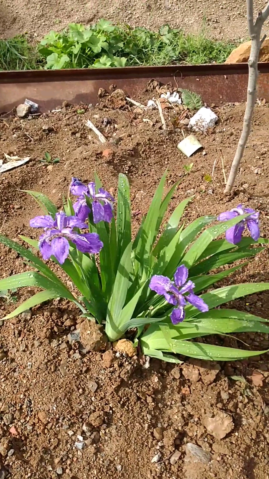 最美人间四月天#一棵紫花草