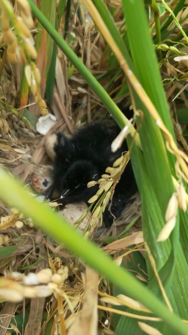 秧田里发现白面水鸡