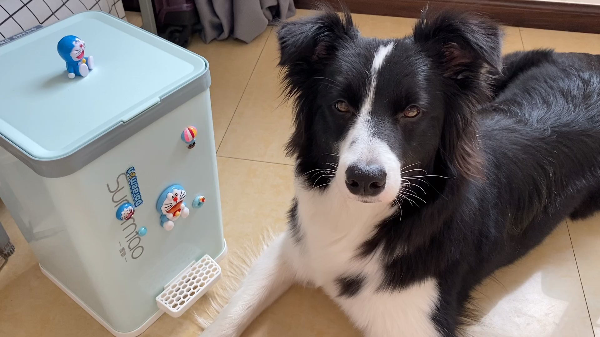 边牧西卡#送西卡一个新礼物