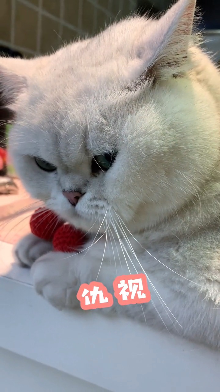 萌宠自从家里来了新猫我家这猫就天天一副委屈表情