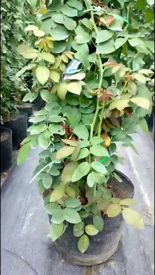 新年新气象#藤本月季小苗欣赏中