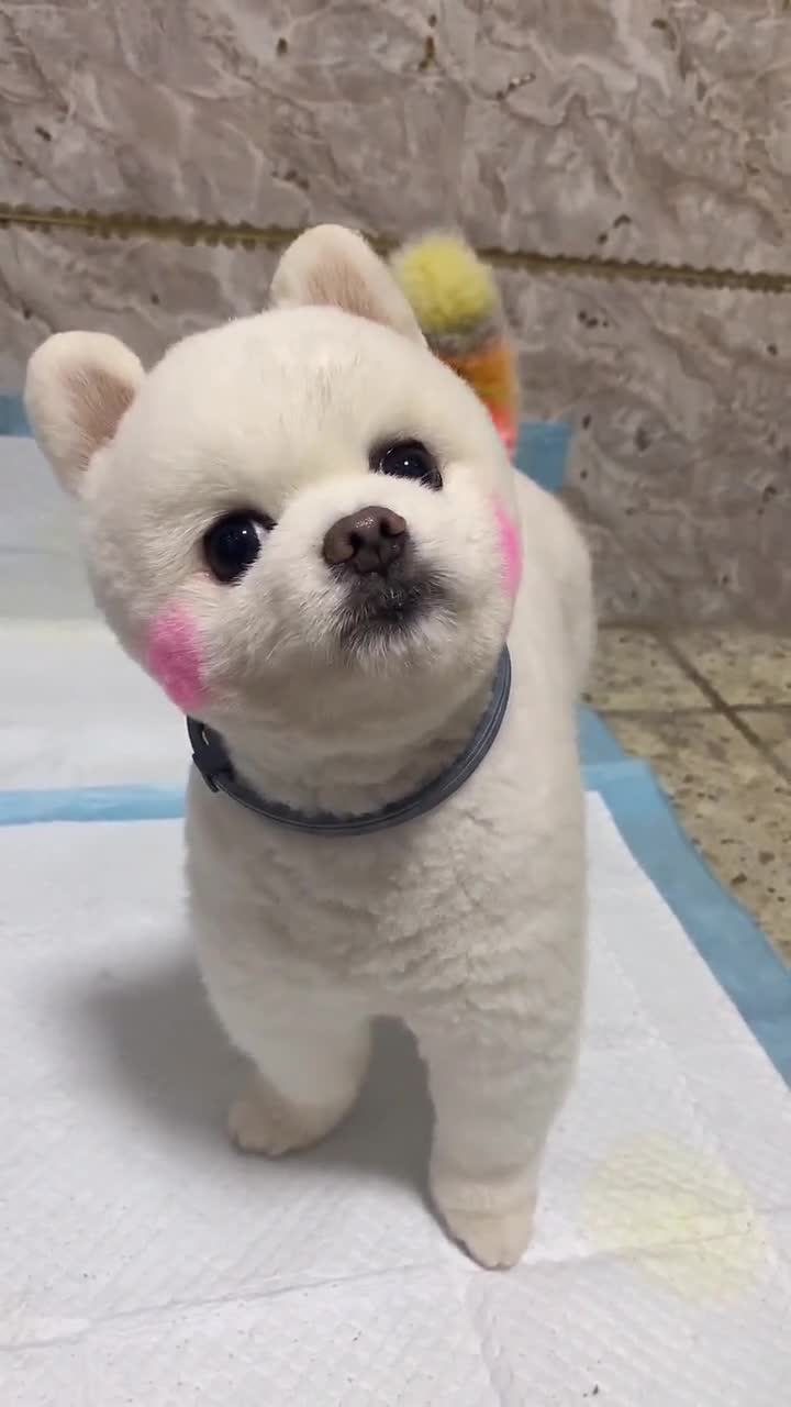 博美闹闹安静的样子像布娃娃一样太可爱了