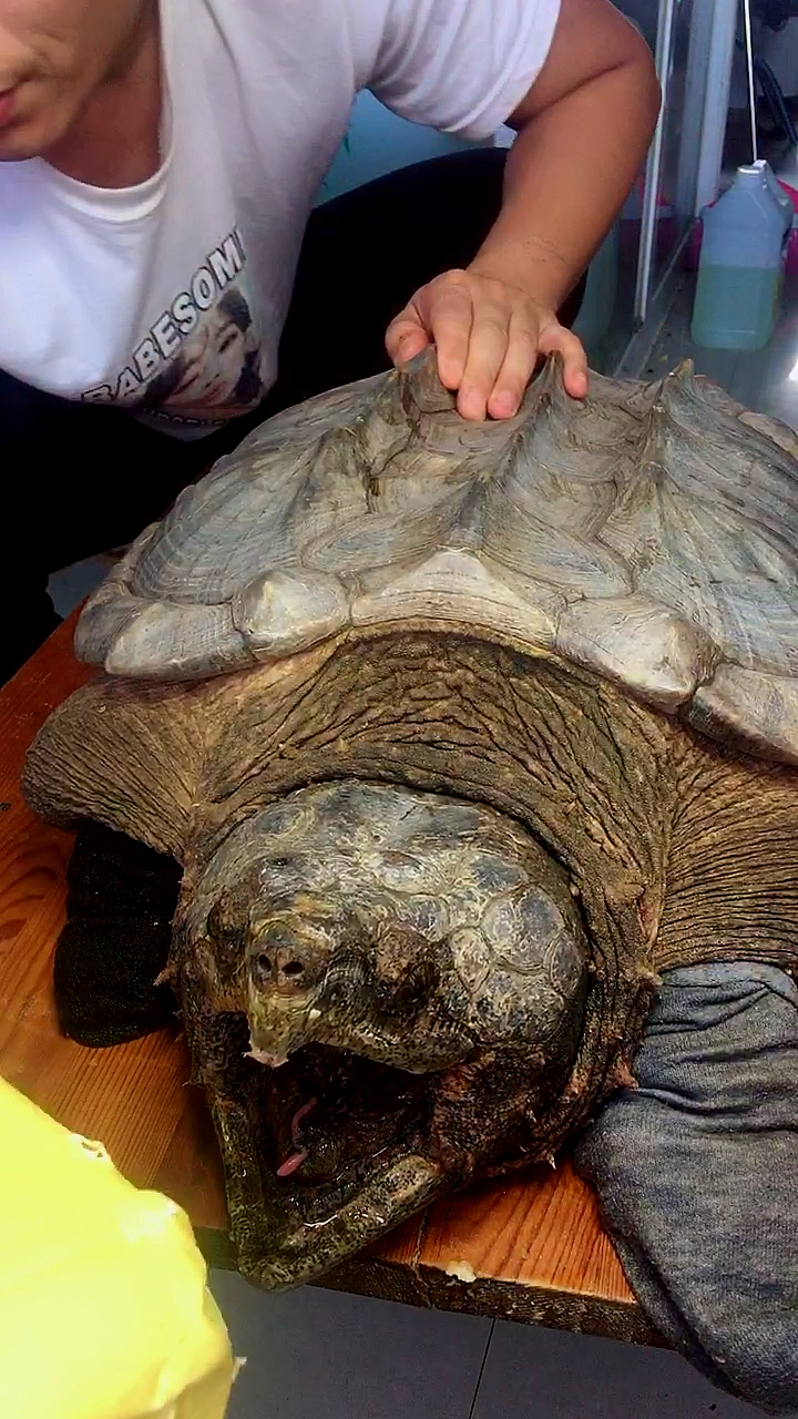 45斤北美大鳄龟挑战