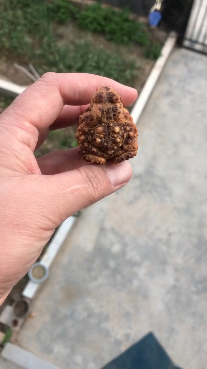 蟾蜍石滚也可以叫财源滚滚来