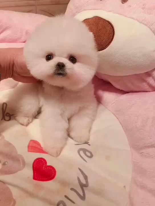 大眼睛茶杯犬祝大家万事如意