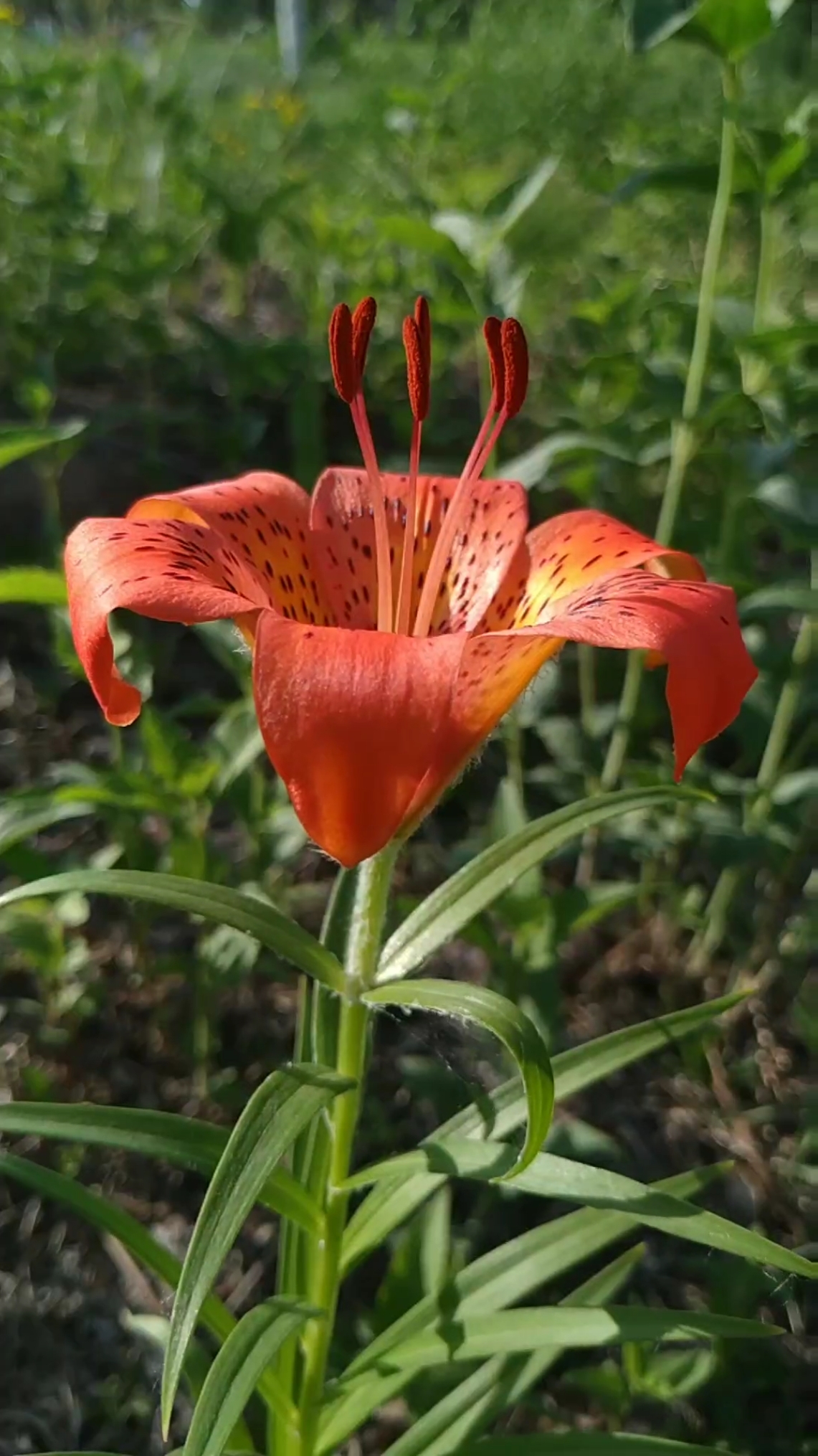 卷帘百合,醉美人间!
