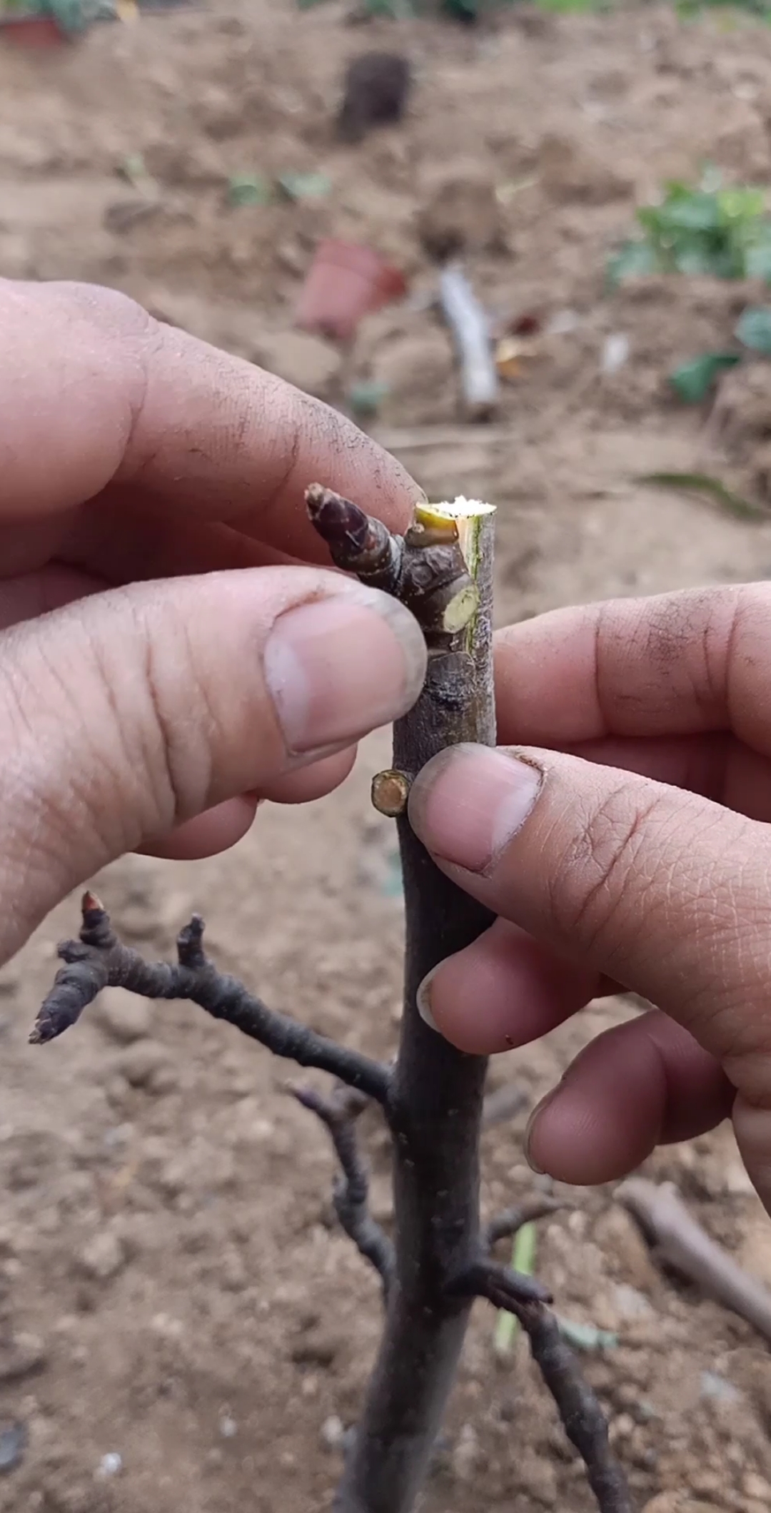 嫁接技术#芽接高产量梨树技巧,嫁接后产量提高十倍,你看懂了吗?