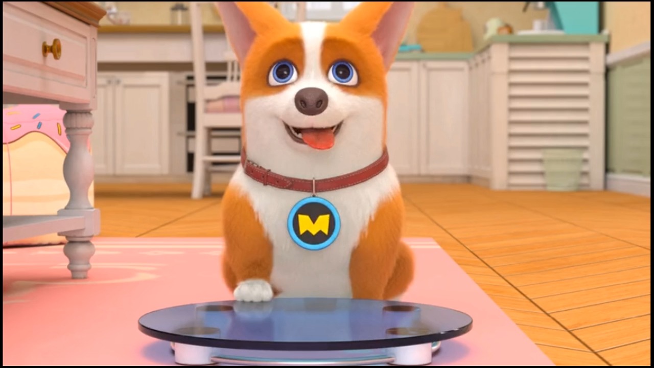 动漫#柯基主人称体重减肥