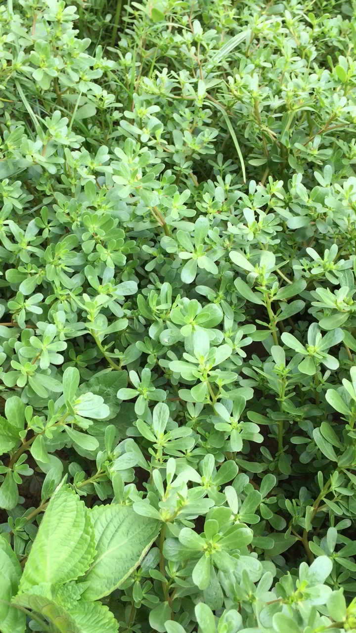 地里长满了马生菜