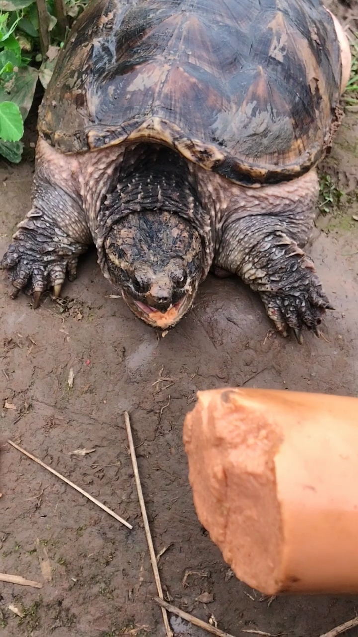 爱吃火腿肠的鳄龟