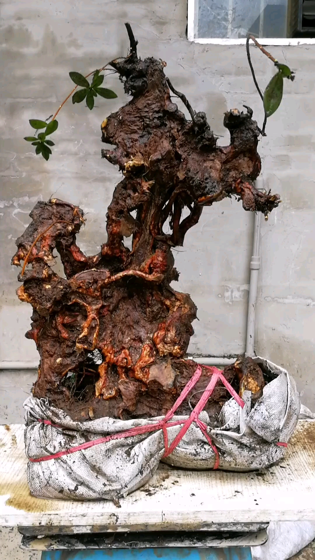 映山红下山精品根桩