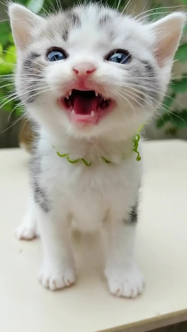 我要上热门猜猜这个项链是用什么做的猫可爱猫咪呆萌可爱小猫咪