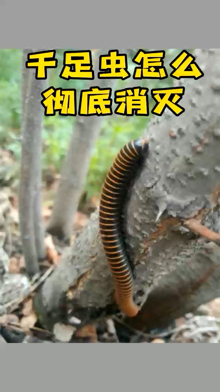 千足虫#千足虫怎么彻底消灭-度小视