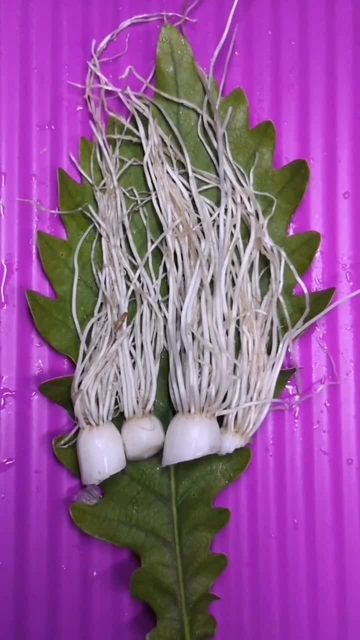 大葱须以后千万别扔了,有大用处-度小视
