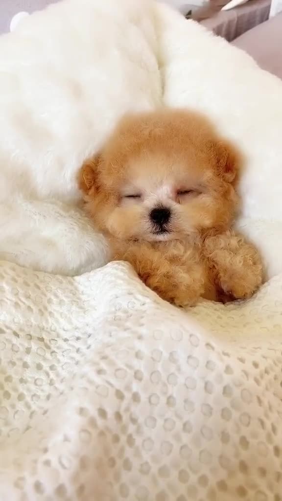 非常时期我家已经睡傻了一只茶杯犬