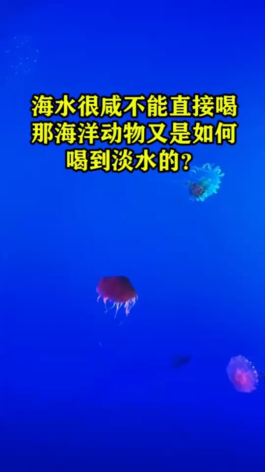 海水很咸不能直接喝,那海洋动物又是如何喝到淡水的?