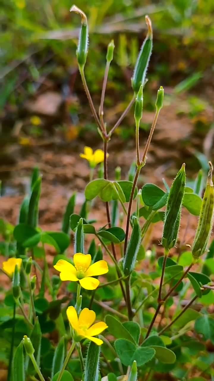 最值钱的药材,百分之九十九的人不认识