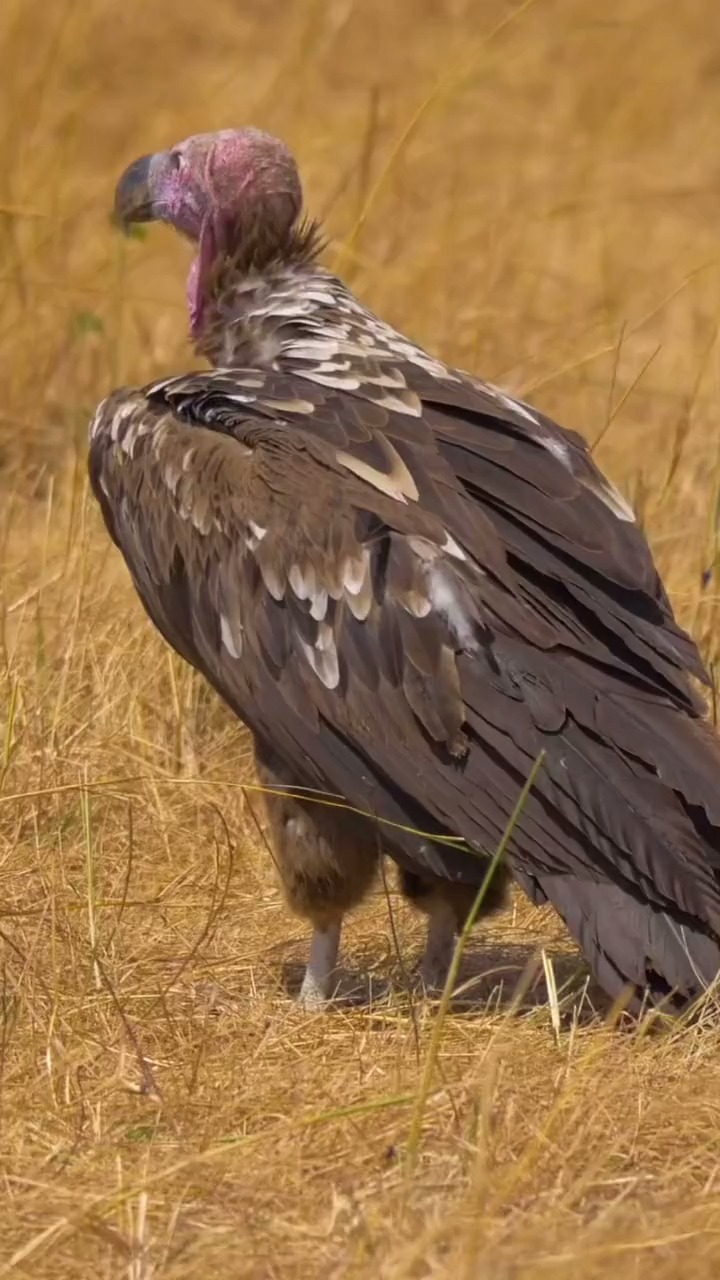 秃鹫体形大,是高原上体格最大的猛禽!