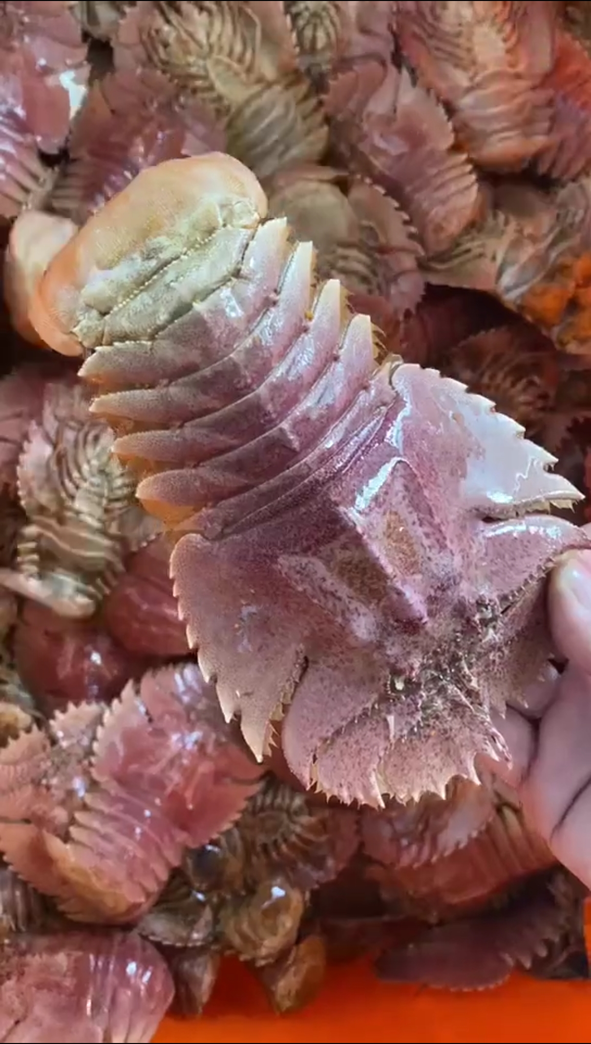 琵琶虾#这是什么虾?好吃吗?